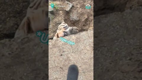 Dogs Dip Huge Hole In Backyard || ViralHog