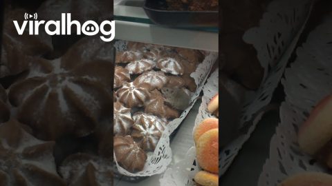 Customer Records Mouse in Bakery Display Case || ViralHog