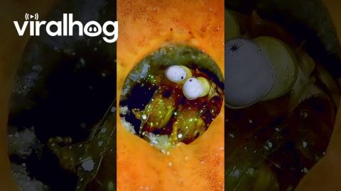 Small Creature on the Look Out || ViralHog