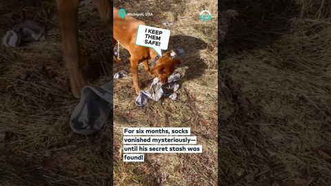 Dog's Secret Sock Stash || ViralHog