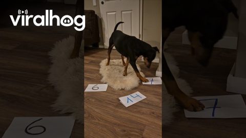 German Pinscher Does Math || ViralHog