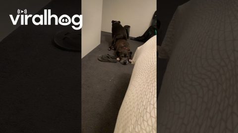 Every Dog Has a Favorite Spot || ViralHog