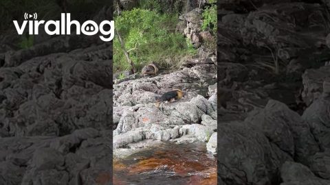 Little Anteater Fights To Cross Cola River || ViralHog