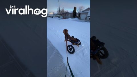 Being in a Wheelchair Has Not Changed This Dog's Love for Bunnies || ViralHog