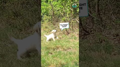 Cutest Puppy Encounters Butterflies || ViralHog