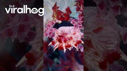 Candy Crab Hides In Coral || ViralHog