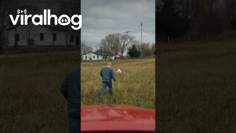 Man Pulls Feed Bag Off Goat's Head || ViralHog