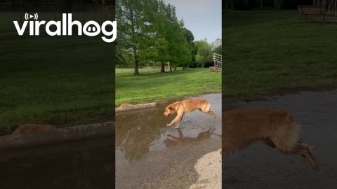 Golden Retriever Plays In Puddle || ViralHog