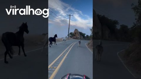 Saving Our Animals From The Palisades Fire || ViralHog