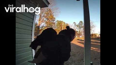 Cat Makes Bed On Delivery Driver's Back || ViralHog