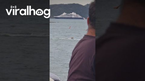 Frenchie on Wakeboard || ViralHog