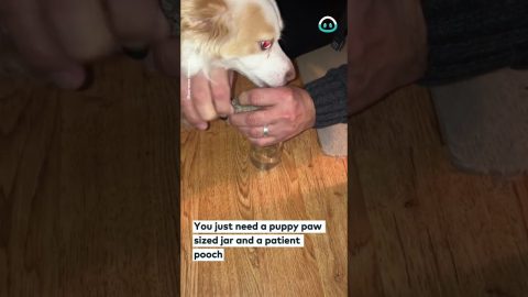 Puppy Boot Hack || ViralHog