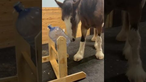 Horse Treat Dispenser || ViralHog