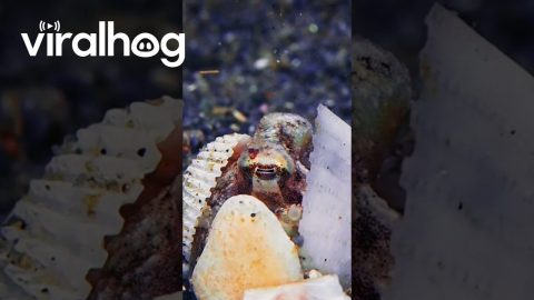 Octopus Hides Inside Seashell || ViralHog