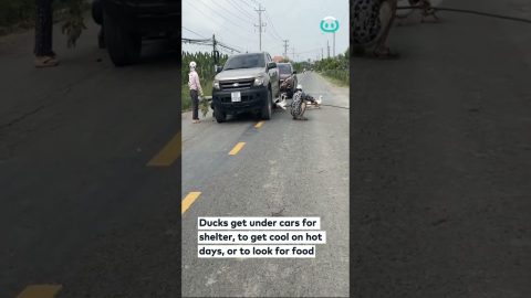 Unlimited Ducks Hide Under A Car || ViralHog