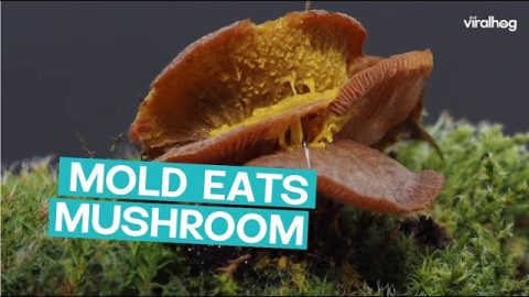 Slime Mold Invades Mushroom || ViralHog