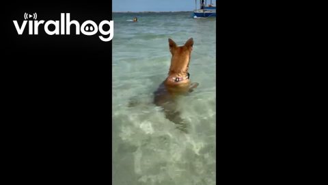 Dog Watches Fish While Sitting In Sea || ViralHog