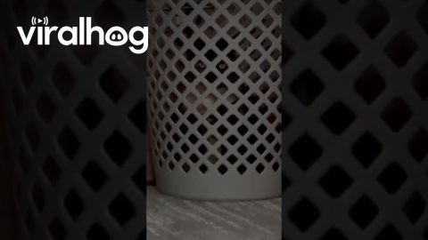 Cat Peers Through Laundry Basket || ViralHog