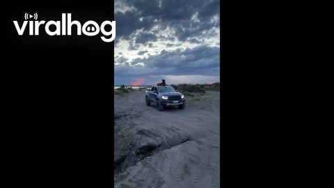 German Shepherd Rides Atop Pickup Truck || ViralHog