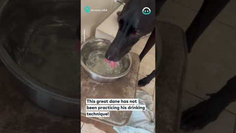 Great Dane Makes a Mess at Water Bowl || ViralHog