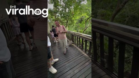 Tourist Steps on Monkey's Tail || ViralHog