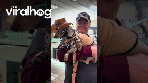 Dachshund Dressed Up as a Texas Cowboy || ViralHog