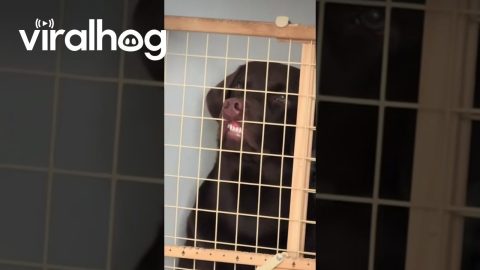 Chocolate Lab Flashes Goofy Smile || ViralHog