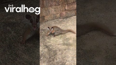 Fiesty Little Possum is Ready to Throw Hands || ViralHog