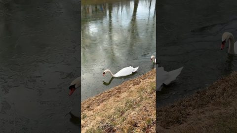 Swan Clears Path of Ice For Mate || ViralHog