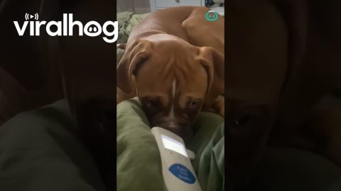 Boxer Relaxes To Baby Heartbeat Monitor || ViralHog
