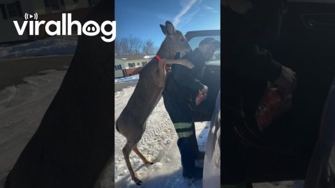Deer-Dog! || ViralHog