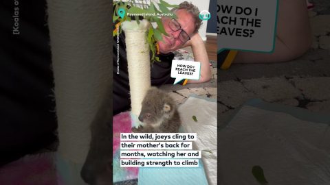 Encouraging Orphaned Koala To Climb || ViralHog
