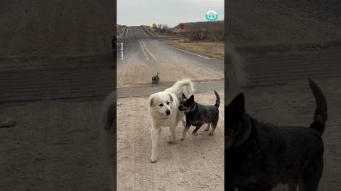 Puppies Take on Cattle Guard || ViralHog