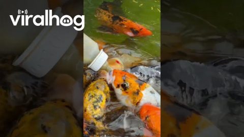Fish Eat Food From a Baby Bottle || ViralHog