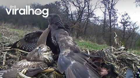 Spectacular Common Buzzard Fight || ViralHog