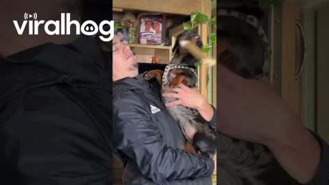 Dachshund Hits Owner In The Face With A Rawhide || ViralHog