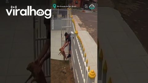 Cheeky Dogs Keep Escaping || ViralHog
