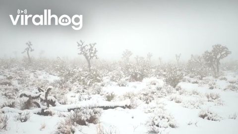 Snowfall in Joshua Tree National Park || ViralHog
