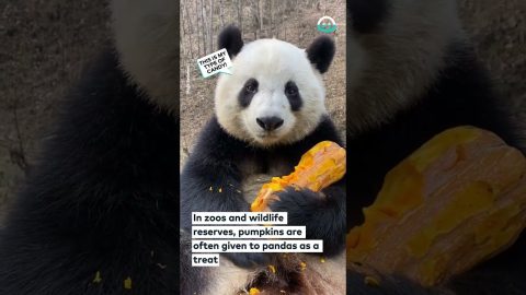 Panda Eats Pumpkin Treat || ViralHog