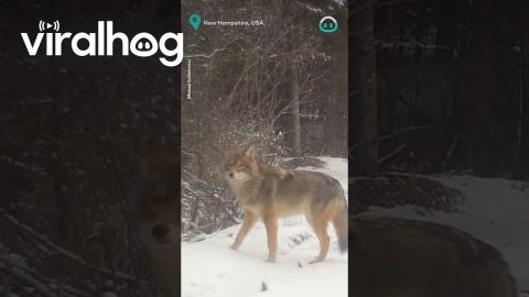 Coyote Gets Zoomies on Trail Cam || ViralHog