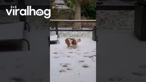 Bulldogs Can't Brake In Snow || ViralHog
