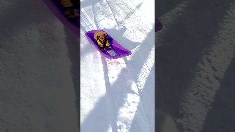 Sausage Dog Goes Snow Sledding || ViralHog