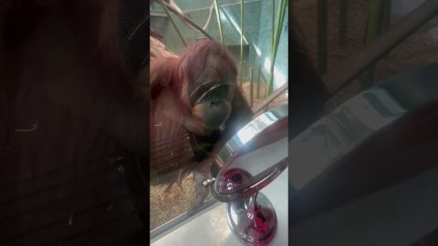 Amber the Orangutan Makes Funny Faces in the Mirror || ViralHog