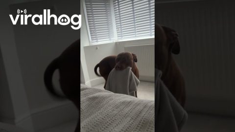 Dog Brings Blanket To Bed For Weekend Snuggles || ViralHog