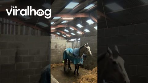 Horse Gets In The Way Of Owner Cleaning || ViralHog