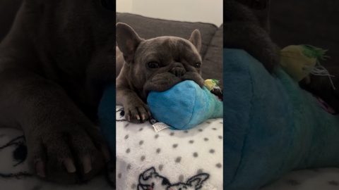French Bulldog Nooks On Stuffed Toy || ViralHog