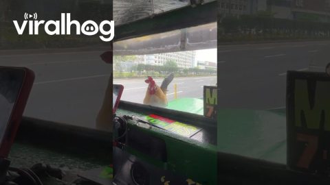 Chicken Finds New Way To Cross Road || ViralHog