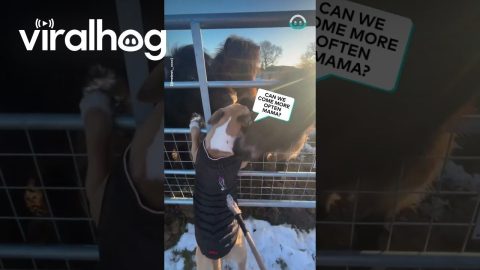 Bull Terrier Gets Some Shetland Pony Love || ViralHog