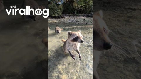 Feeding Raccoon Lagoon || ViralHog