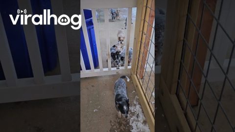 Puppies Sprint In For Supper || ViralHog